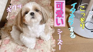 お昼寝抜け出して、こっそりイタズラする愛犬ばれた時まさかの反応【シーズー】多頭飼い