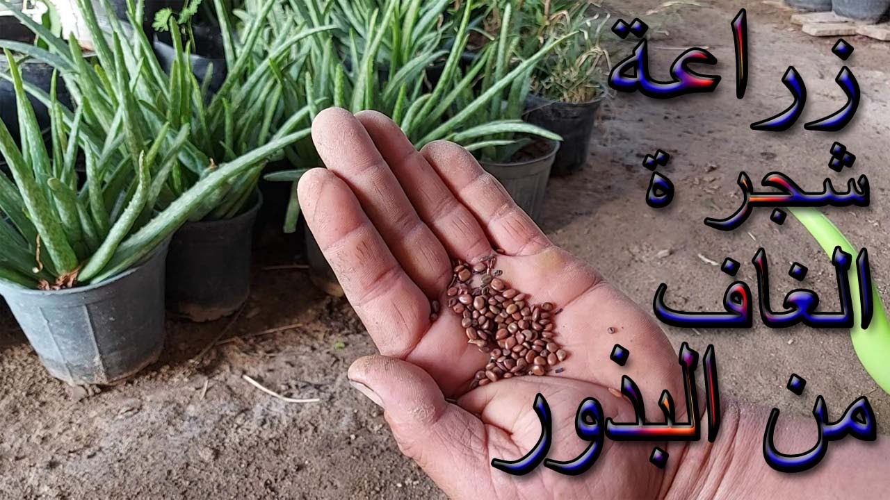 شجرة الغاف وكيفية زراعتها من البذور