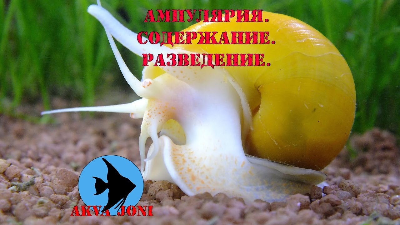 Ампулярия. Содержание. Разведение.