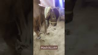 Bari Eid Bari Qurbani🐄| Shorts | Shortsfeed | Mandi | Tikoos | Janwar | Trending | Bakra Eid