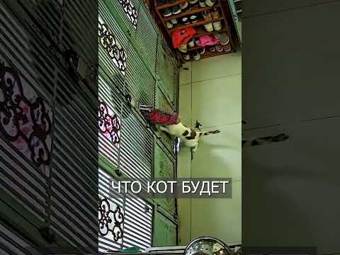 КОТ Принес Ключи Хозяйке