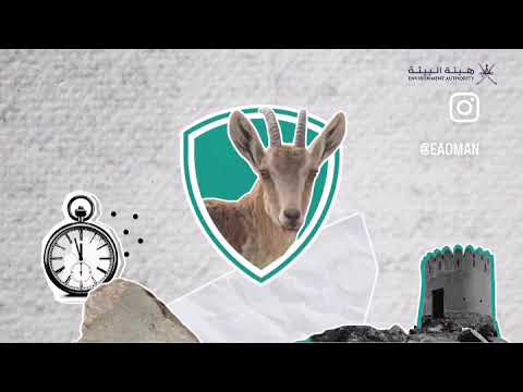 الوعل العربي في سلطنة عمان