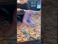 ضحك للركب ايوه يا طاهرة