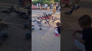 #jaipur #travel #travelvlog #jaipurcity #rajasthan #pinkcity #jaipurtravelguide #travelguide