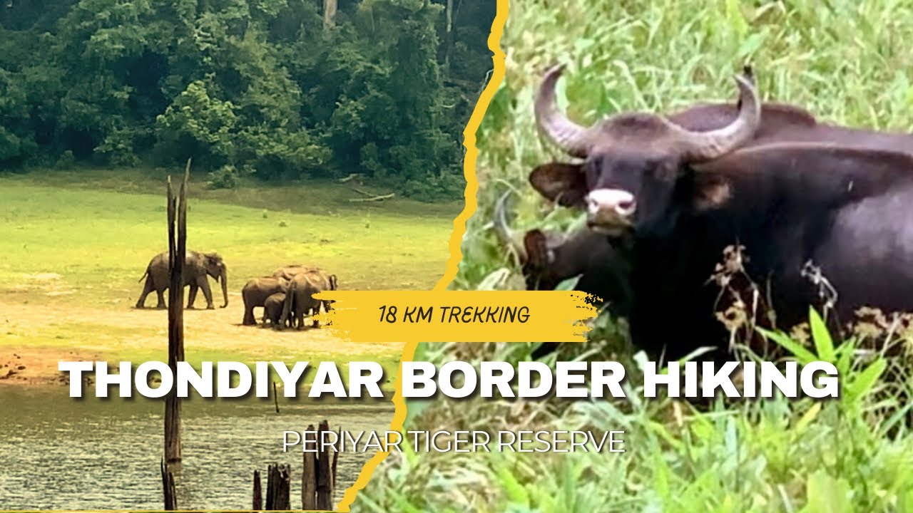 കടുവക്കാട്ടിലൂടെ 18 km| Periyar Tiger reserve| Thondiyar Border hiking|EP01 