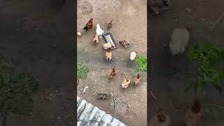 Funniest Animals 2023 😂 Hot-tempered Puppy 2023 🐶 #shorts