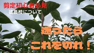 迷ったらこれを切れ！徒長枝の解説。