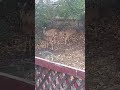 Deer in my back yard while having coffee