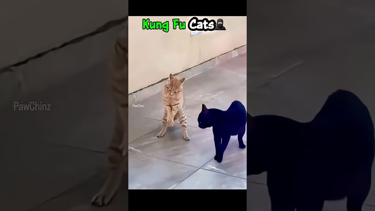 Kung Fu Kitten 😼🥋 Unbelievable Cat Fighting Skills!