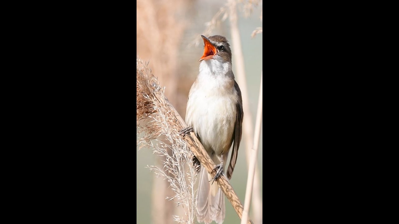 Голос в тростнике. Камышовка Дроздовидная
