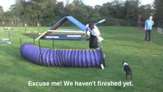 Boston Terrier Agility Training Video  Cooper