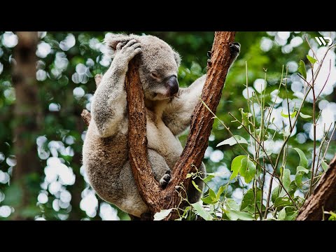 Video: Seberapa berbahayakah beruang koala?