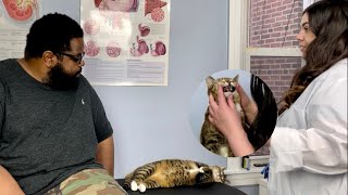 ASMR  Real Person (and Cat) Veterinarian Exam, Basic Head to Tail Assessment (IT GETS FEISTY)