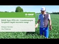 Fungitsiid nisu lipulehe faasis tagab suurema saagi - Basf Agro põllul
