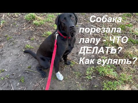 Собака порезала лапу - что делать? Как гулять?|Наш лабрадор ViaLador