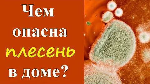 Чем опасна плесень в доме для человека?