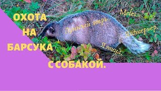 Охота на барсука с собакой.(, 2016-09-24T17:46:17.000Z)