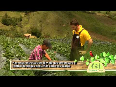 Video: ¿Qué son las fresas de junio? Cómo cultivar plantas de fresas de junio