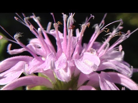 Video: Monarda është Një Lule Shumëvjeçare