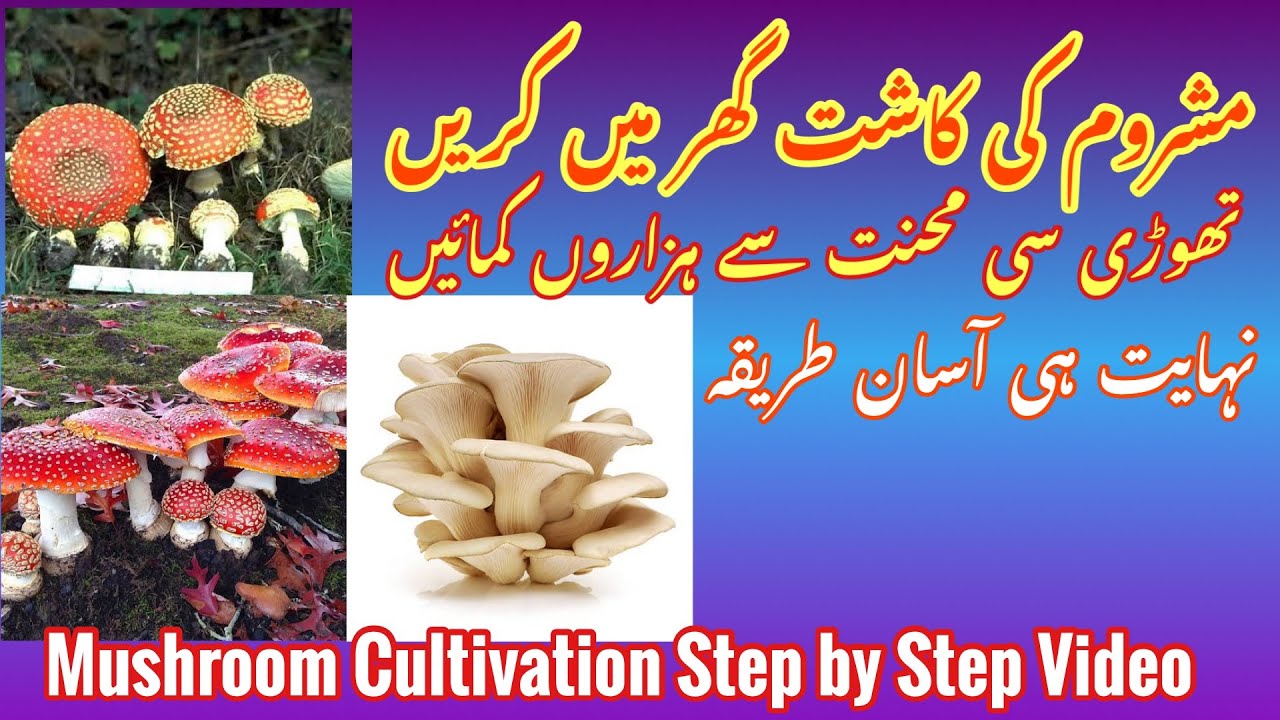 How to Grow Mushroom at Home |Step by Step Method| Mushroom Bussiness in Pakistan