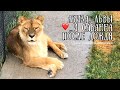 ❤️АЗИЗА, львы и "саванна" после весеннего дождя. 2019. Тайган.Life of lions.