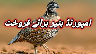 Bobwhite Quail Available For Sale In Pakistan Imported Quail