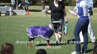 Millions of paws walk festivity, Brisbane, Australia