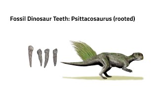 Fossil Dinosaur Tooth Psittacosaurus