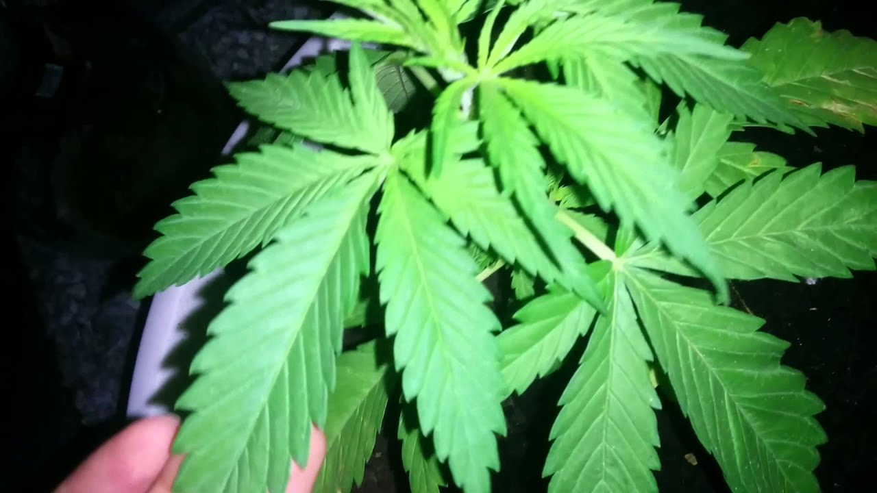 White Widow x Big Bud Female seeds 32 days