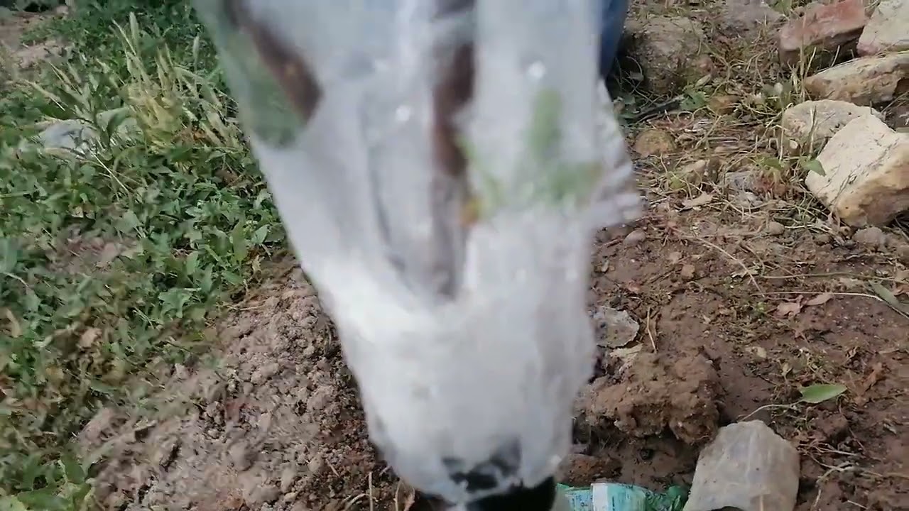 فوائد تقليم أشجار السدر