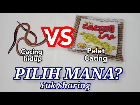 Mancing Umpan Pelet Cacing