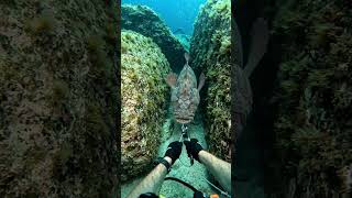 First Person Deep Sea Rescue of a Massive Tiger Fish | Underwater POV