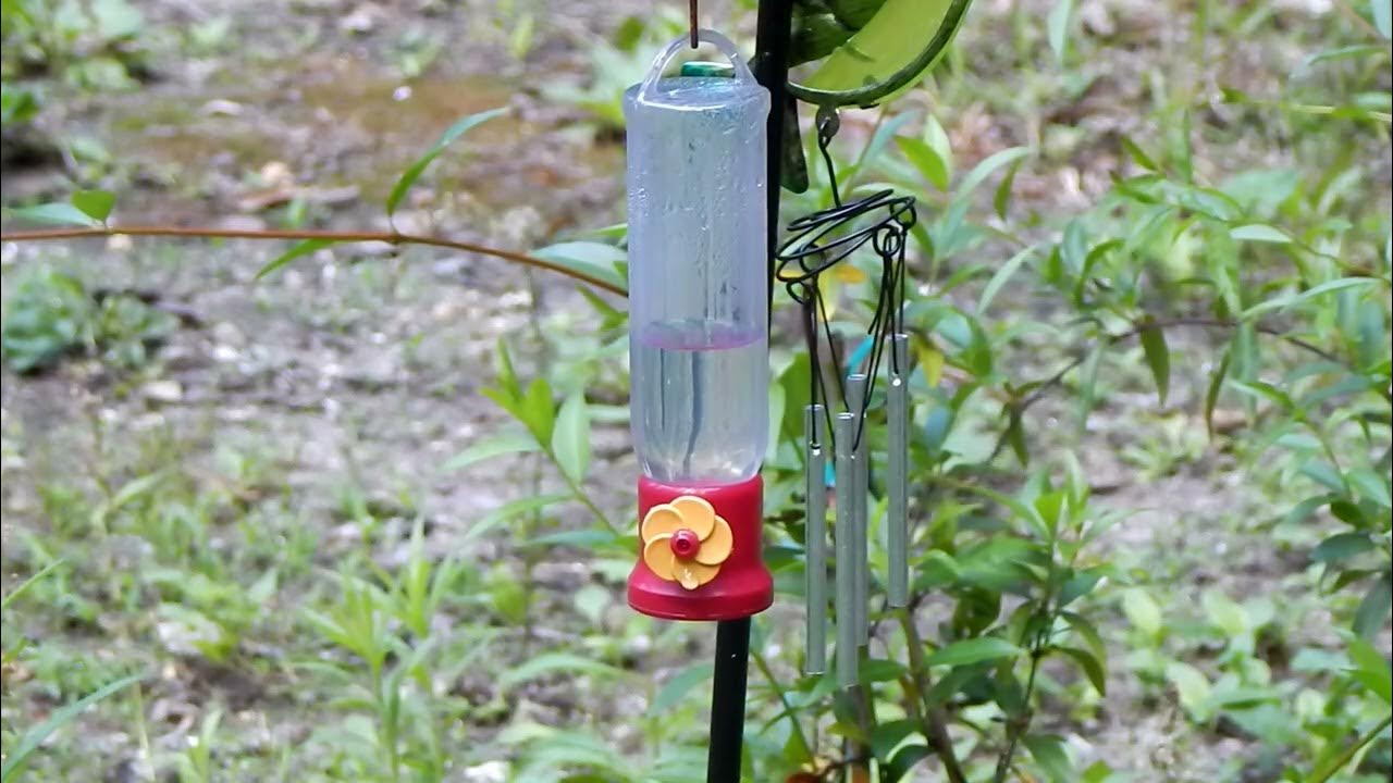 Review Dollar General Hummingbird Feeder (Style 1 Mini) YouTube