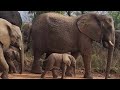 Beautiful New Baby Elephant Twins &amp; the Wild Albino Has a New Calf!