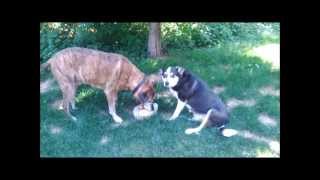 Dogs eating giant doggy popsicle