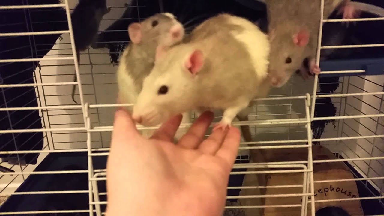 Meet My Rats - YouTube