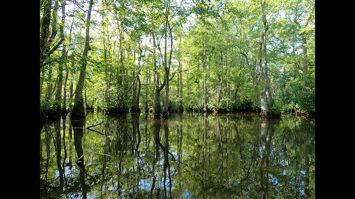 Leonards Mill Pond  - Maryland Wetland of Special ...