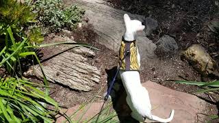 Oriental Shorthair learning to walk on leash! by Clifford Brooks 919 views 5 years ago 3 minutes, 20 seconds