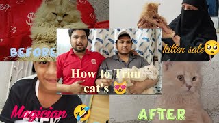 Easy Way To Trim Cat's Hair  ||  Butiful Way To Cats Trim Hair || Kitten Sale Done Emotional Moment