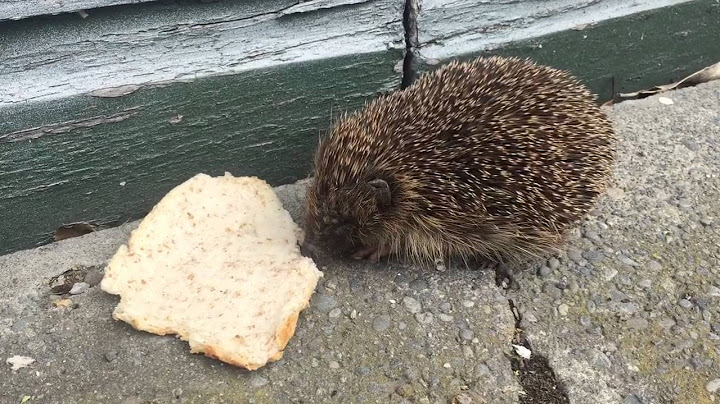 Wild hedgehog eating not so wild bread