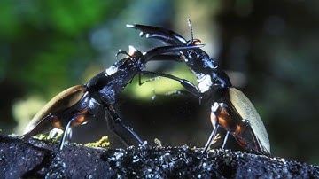 DEADLY INSECTS | The Incredible World of Insects | 4K