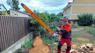 Stihl MS881 chainsaw with huge 150cm bar