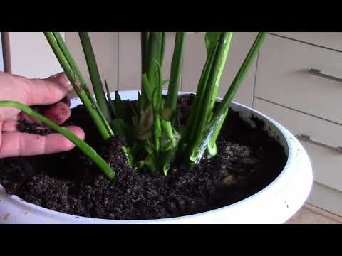 Video: Spathiphyllum: үйдө кам көрүү. Spathiphyllum (аялдык бакыт): трансплантация