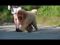 Tibetan Mastiff boy, 4 months old. RKF/FCI