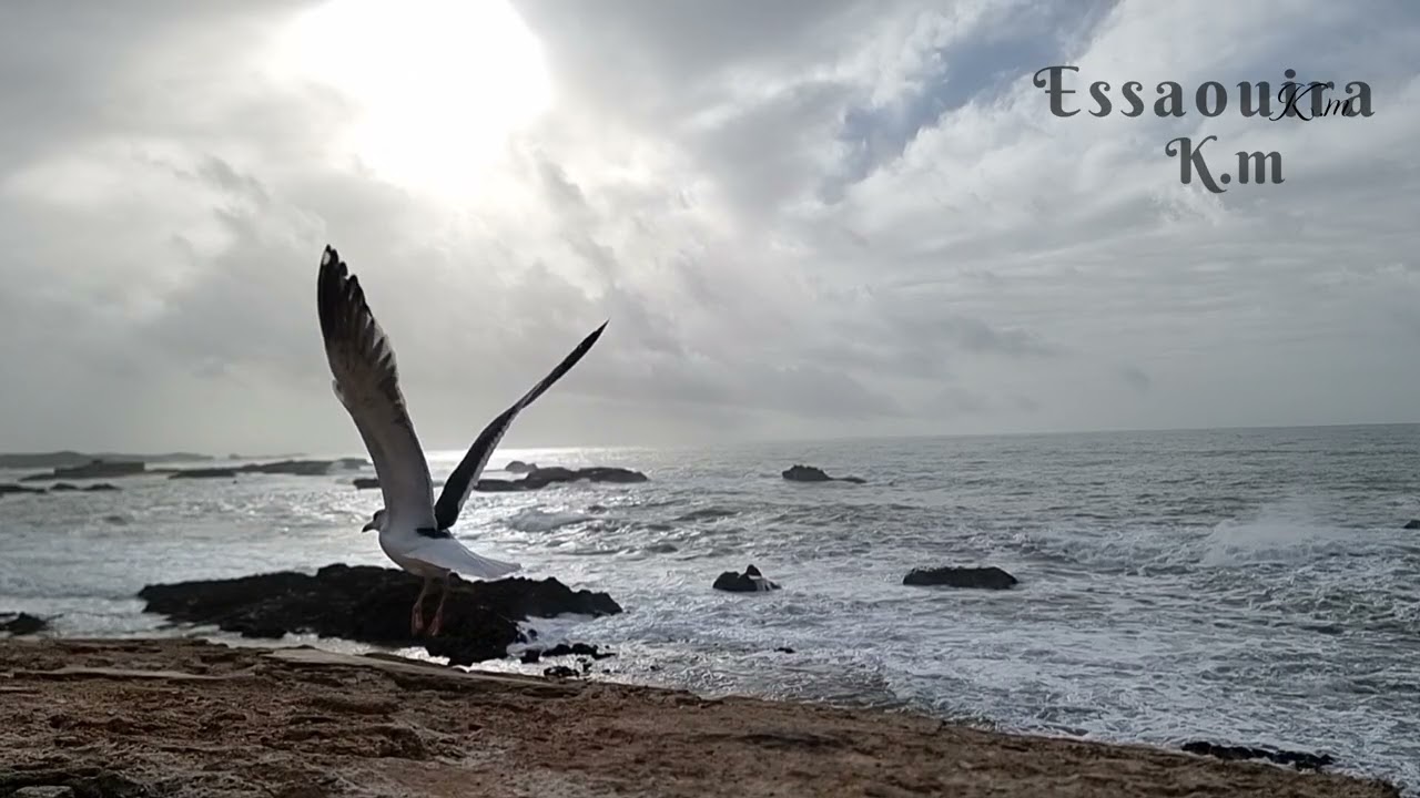 الطيور النورس من المرصى الصويرة 