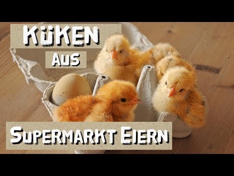 Video: Warum sind im Laden gekaufte Eier weiß?