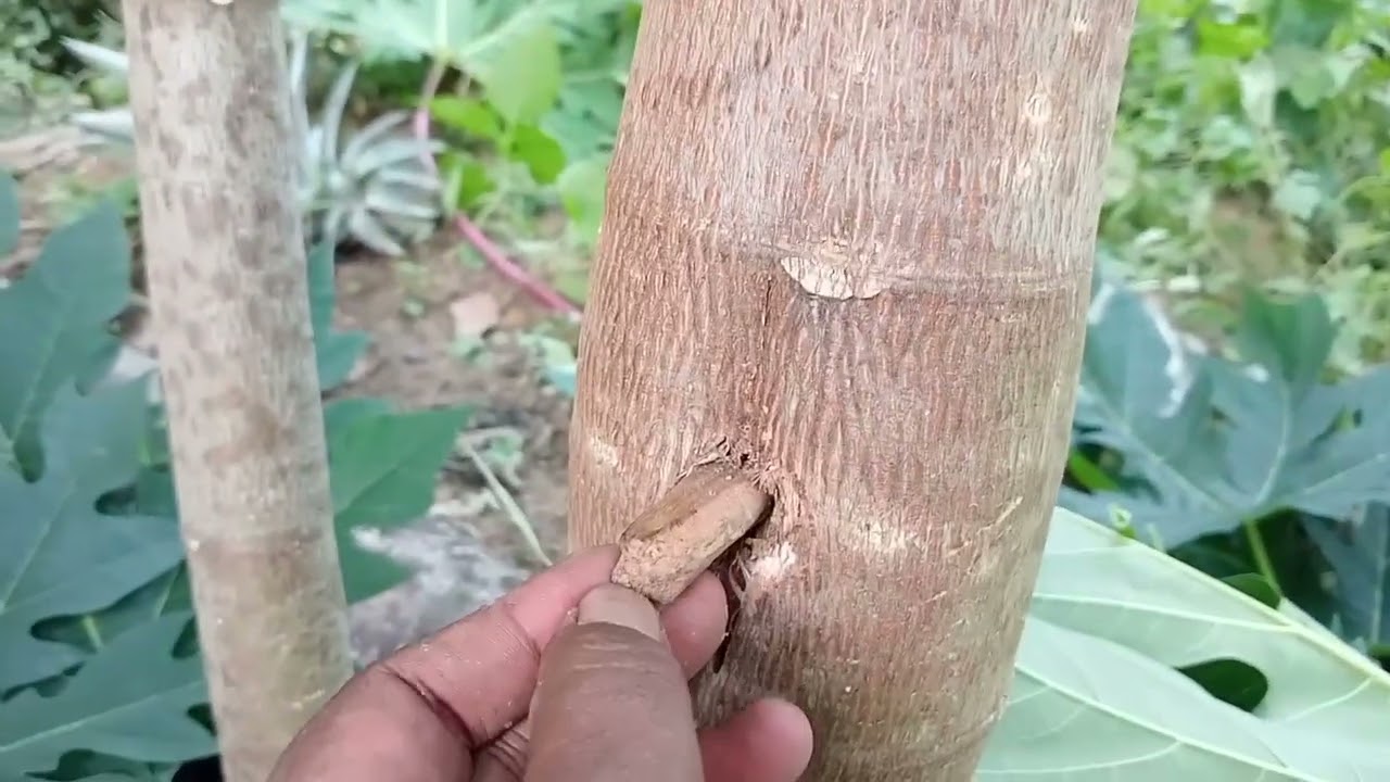 วิธีทำมะละกอต้นตัวเมียให้เป็นกระเทยด้วยวิธีง่ายๆมาดูกันครับ