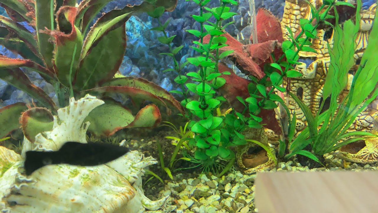 Теория государства и права/А.В.Малько/Тема: Правовые нормы и исключения ...