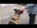 RILEY THE ANXIOUS/NERVOUS DOG REACTIVE GSD: before and after. RILEY THE ANXIOUS/NERVOUS DOG REACTIVE GSD: before and after.