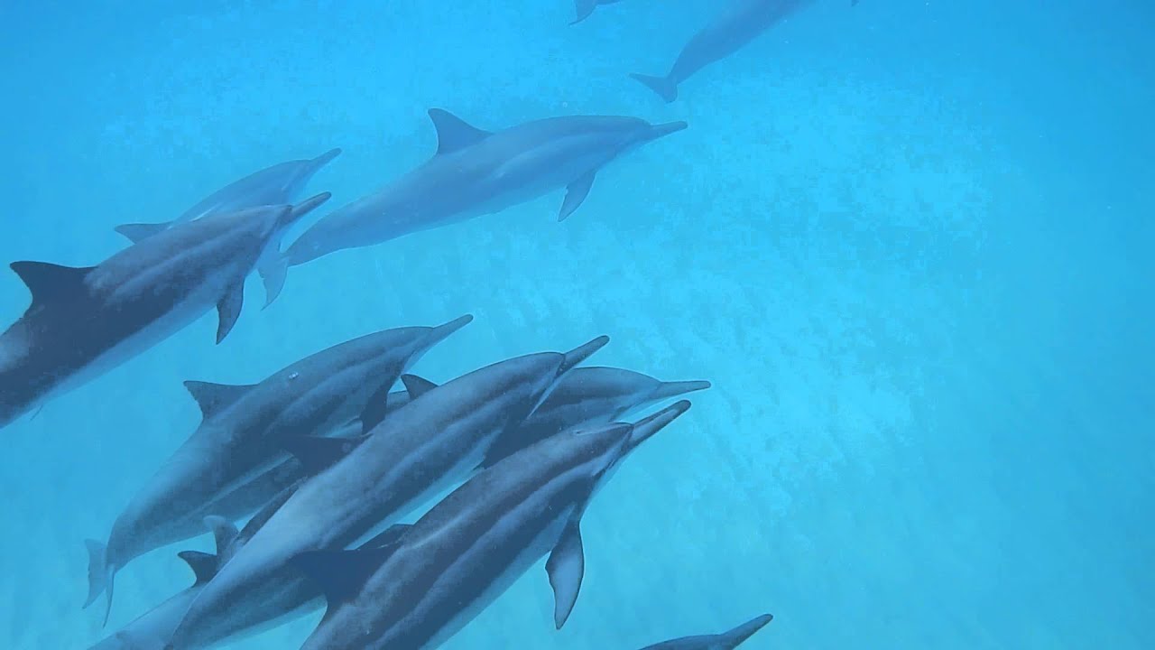 Spinner Dolphins at Electric Beach Oahu 2 May 15 YouTube
